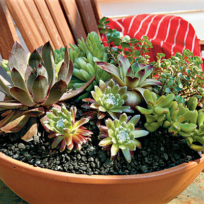 Site Blogspot Tips Gardening on The Everyday Home Container Gardening