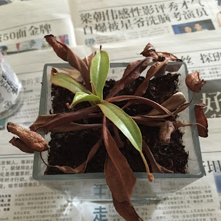 Pitcher Plant with drying leaves