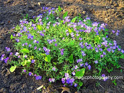 Aubrieta x cultorum Cascade Purple