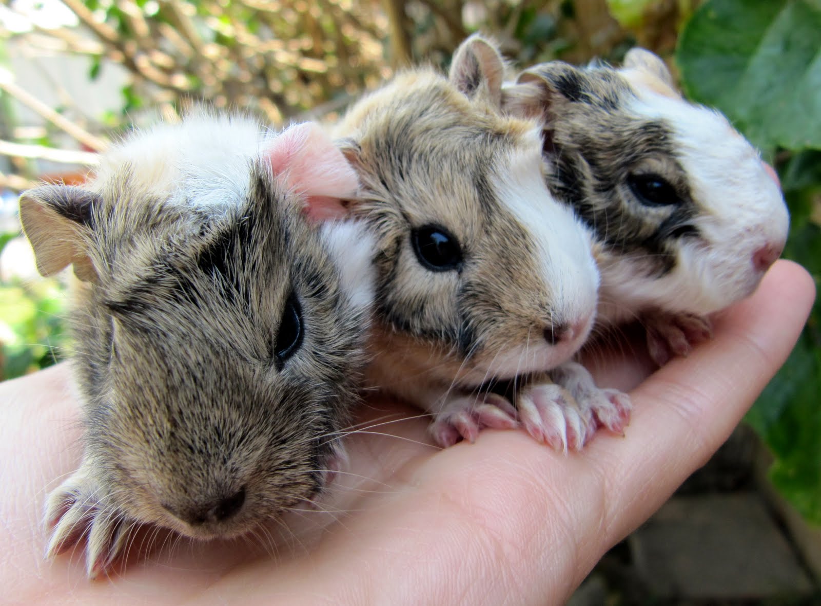 housing adult male guinea pigs together housing adult male guinea pigs together