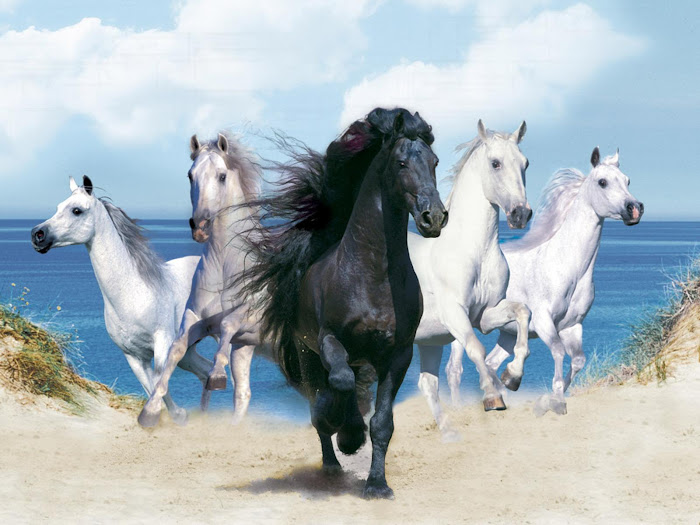 Horse Beautiful Desktop Wallpaers