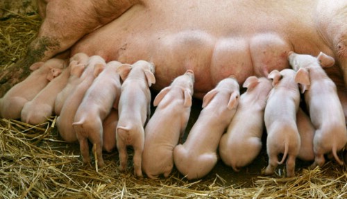 MANEJO Y CUIDADO DE LECHONES RECIEN NACIDOS: atencion al lecho recien