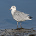 Third time lucky - Ring billed Gull