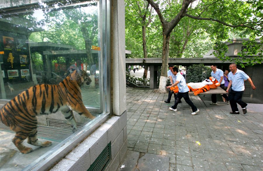 http://4.bp.blogspot.com/-CSiC8Or9QrE/TelOFmiaMLI/AAAAAAAAAd8/tlucPom1FX0/s1600/china-chengdu-zoo-escaped-tiger-drill-tigger-01.jpg