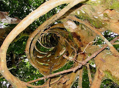 The Strangler Fig: About this blog