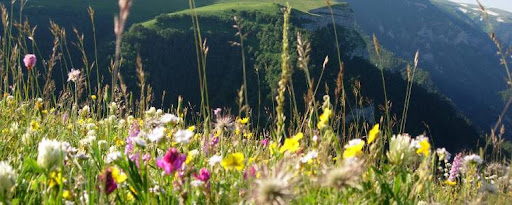 Цветы в горах Крыма