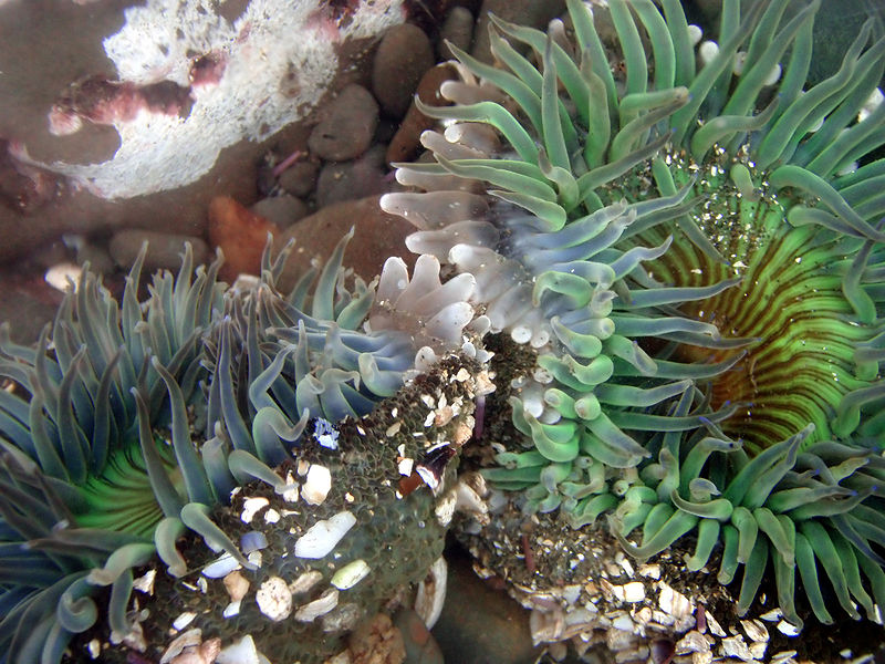 two organisms Pollution may muddy and when the algae and other organisms that had been allowed to bloom one of wwf’s two main approaches for preserving the. two organisms Pollution may muddy and when the algae and other organisms that had been allowed to bloom one of wwf’s two main approaches for preserving the.