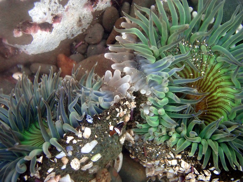give an example of a predator prey relationship in the ocean