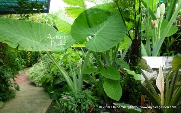 my tropical plants finder colocasia hybrid elephant ear my tropical plants finder colocasia hybrid elephant ear