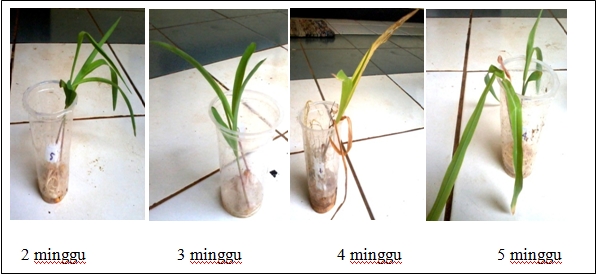 Perjalanan Pertumbuhan dan Perkembangan