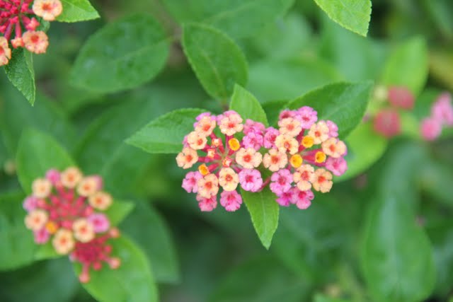 Using Georgia Native Plants Versatile Viburnums