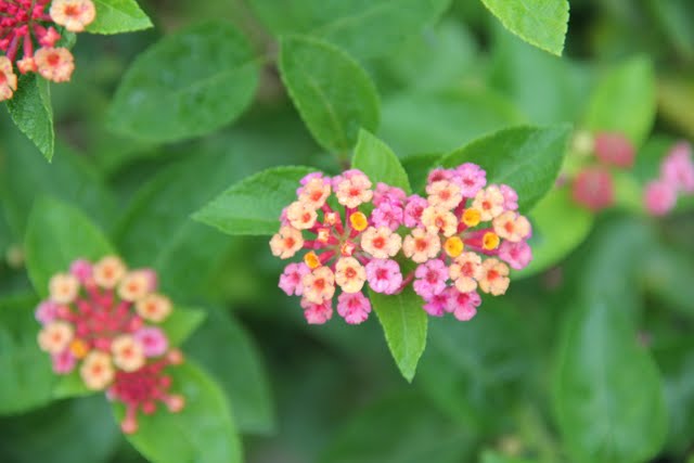 Viburnum Opulus Roseum Stock Photos Viburnum Opulus Roseum Stock