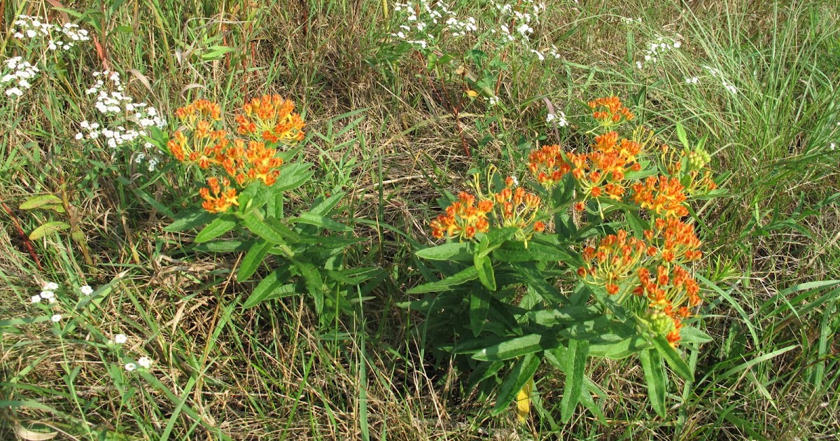 Now Showing Near You Wildflowers August Roadside Wildflowers