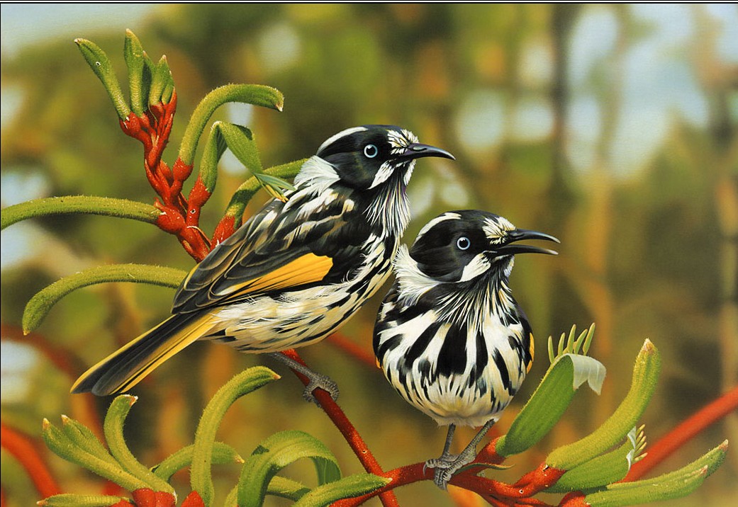 Most 10 Beautiful Birds Latest HD Wallpaper 2013 | Top hd ...