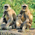 Primates in Sri Lanka