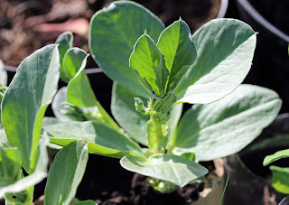 Broad Bean Plant