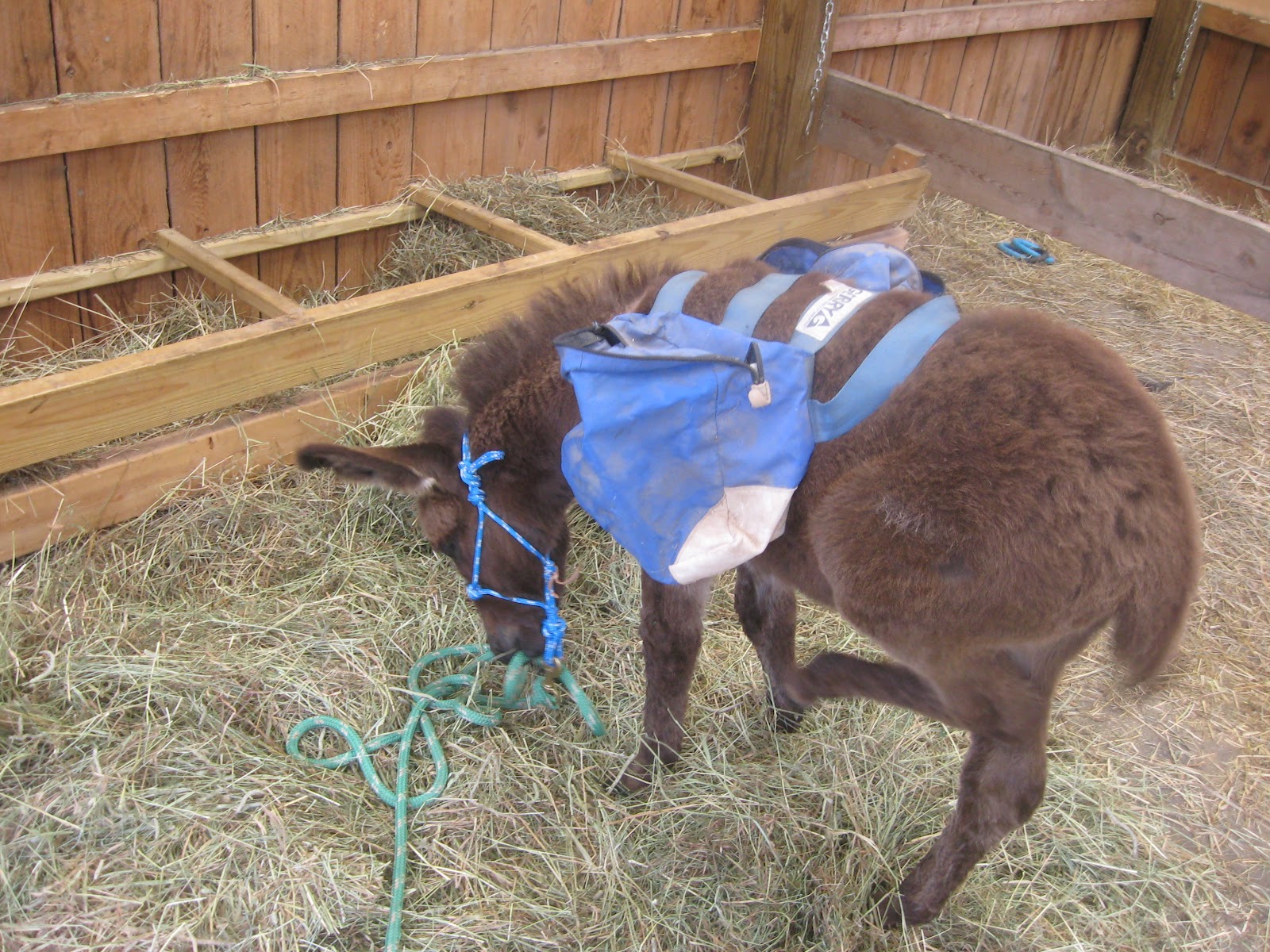 The Dancing Donkey Pack Donkey