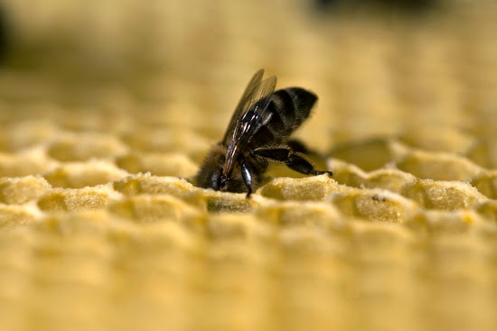 Comparto un nuevo audiovisual sobre la abeja reina. Es la segunda vez que dirijo la cámara hacia las abejas, unos insectos fascinantes. Esta especie, vital para nuestra supervivencia, se encuentra en una situación muy complicada y su población está sufriendo una caida debido a diversas razones que van desde el uso de agroquímicos a los cambios climáticos debidos principalmente a la deforestación. Espero que este audiovisual ayude a conocer un poco mejor a las abejas ayude a protegerlas.