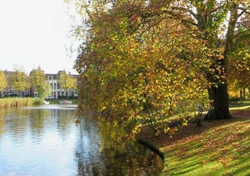 Bank of the river with a tree Leiderdorp river bank