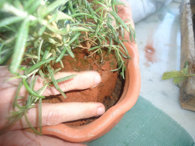 HORTA NA VARANDA; jardinagem