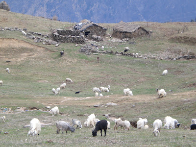 Gorson Top, shepherds, grazing pasture, Gorson Bugyal, Auli, Garhwal, Uttarakhand, weekend getaway, Himalayas, trek