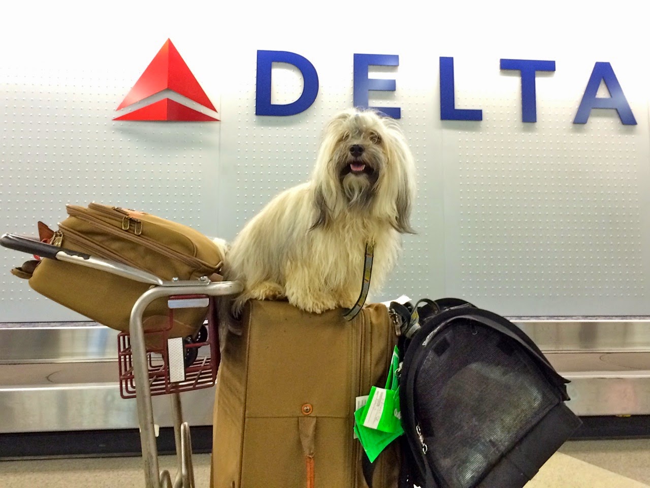 To Dog With Love 5 Tips for Airline Travel with a Small Dog 