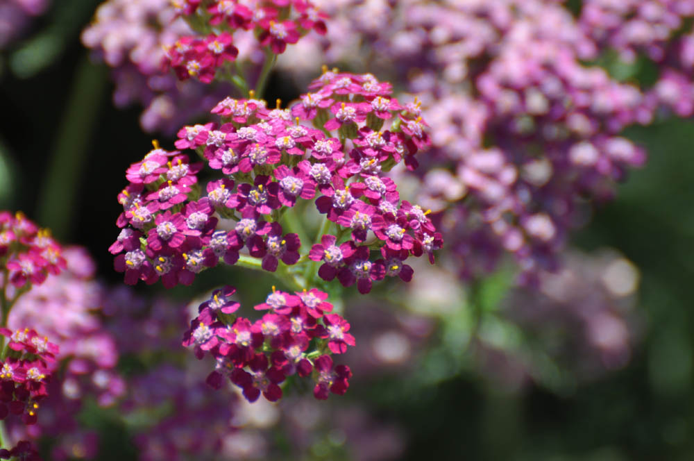 Mother Nature's Backyard A Waterwise Garden Butterfly Gardens