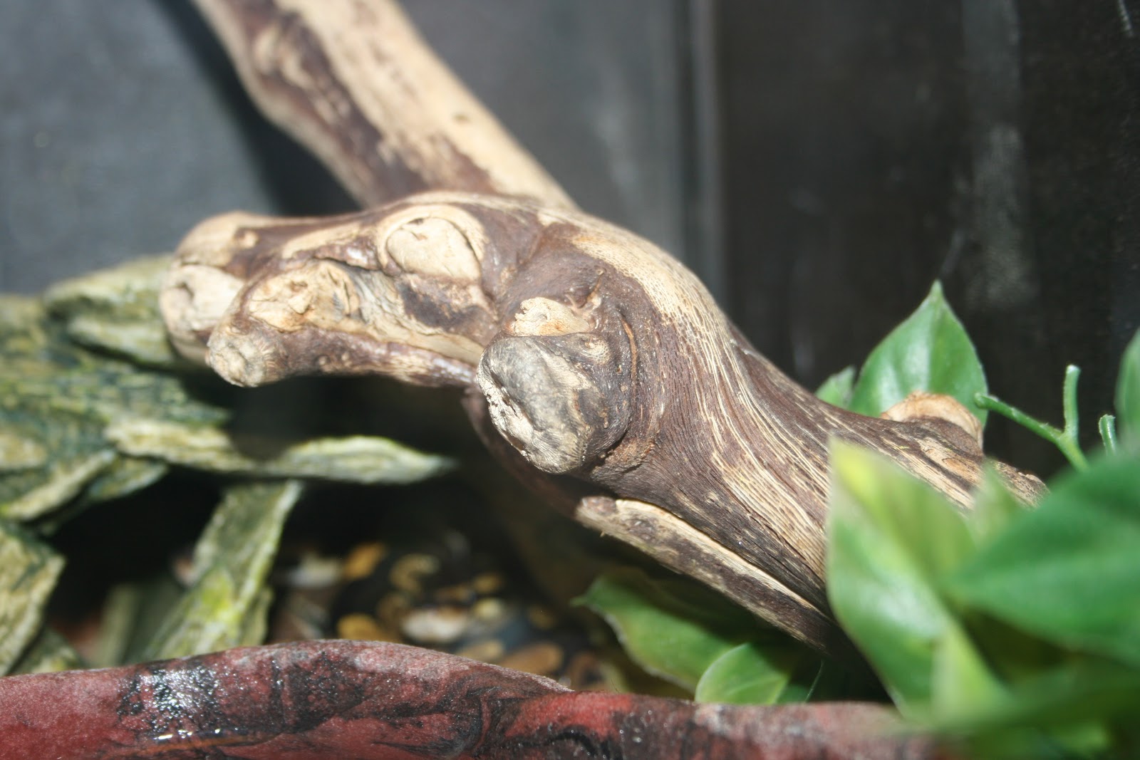 L PENDERGRAST'S APBIOLOGY