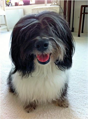Dog Wheezing Sounds Like Choking Dog Wheezing Sounds Like Choking