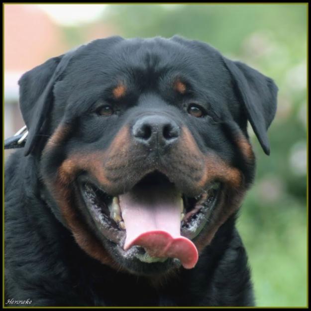 rottweiler rescue oklahoma ok let s talk about cat gamers rottweiler rescue oklahoma ok let s talk about cat gamers