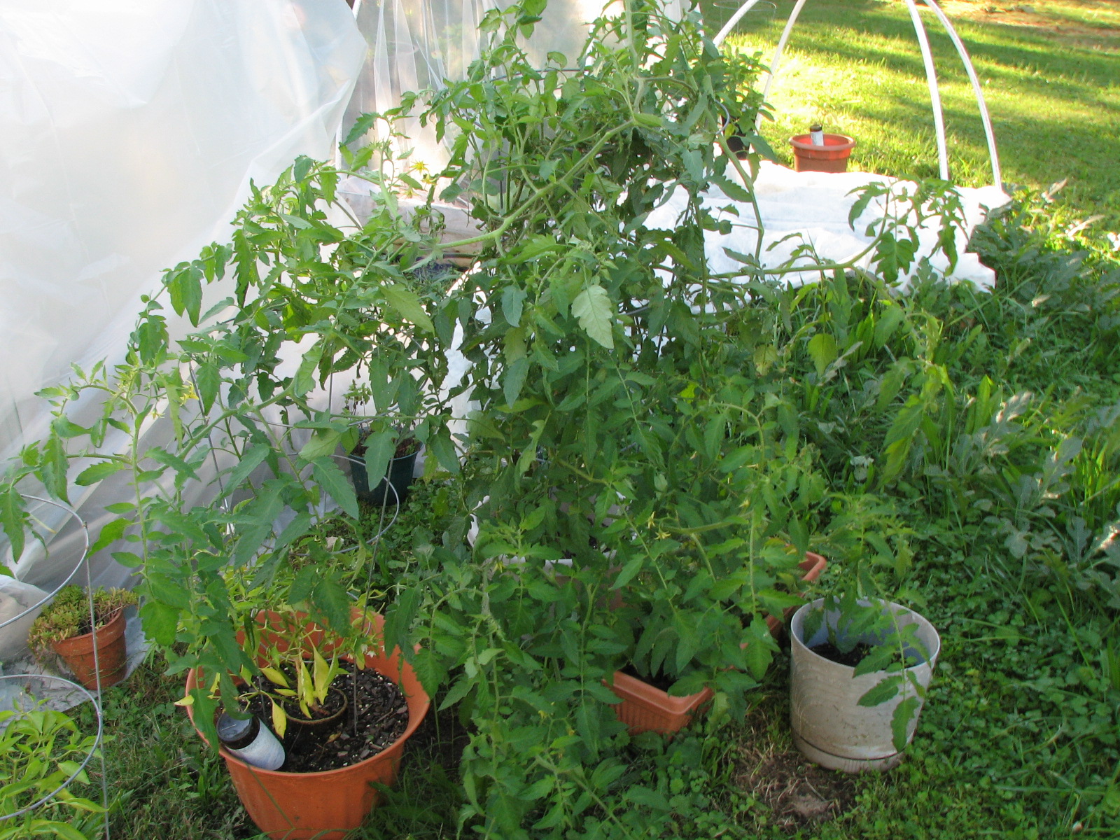 You 'N' Jo Bye Amish Paste Tomato Plant