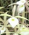 Brassavola perrinii