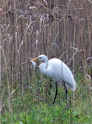 Great Egret (Ardea alba) Great Egret (Ardea alba)