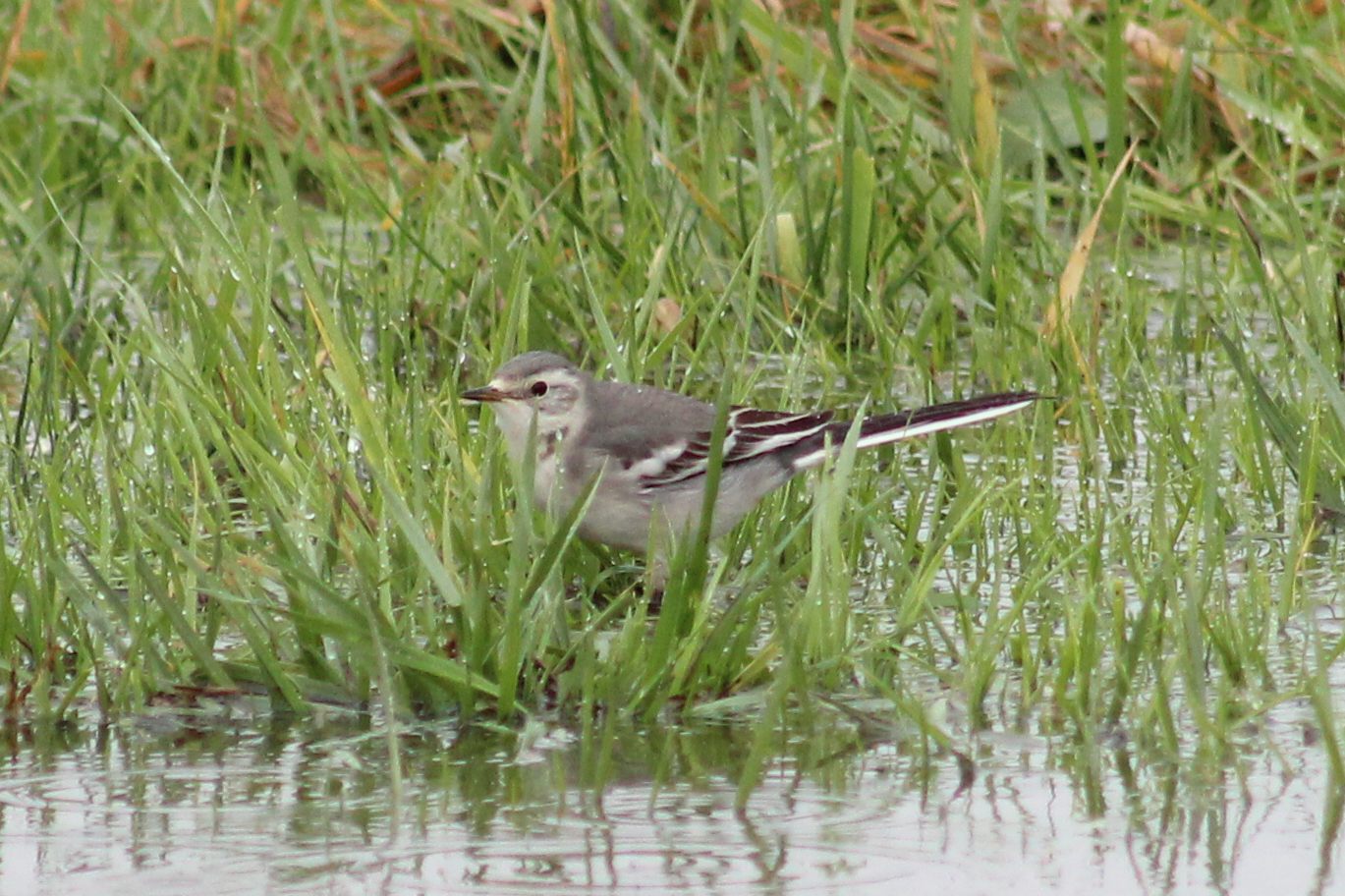 Citrine Wagtail
