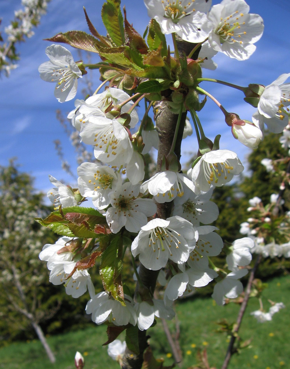 Perfume Project NW CHERRY BLOSSOMS