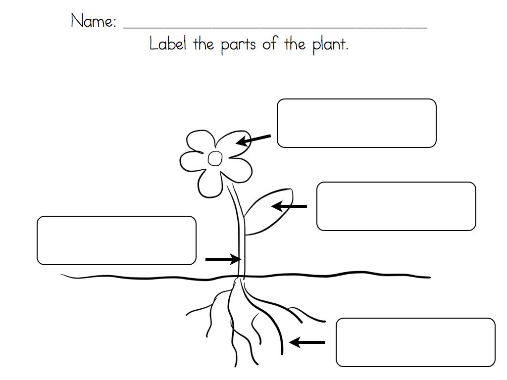 worksheet Parts Of The Flower Worksheet kids printable worksheet parts of a flower plant worksheets for kindergarten davezan