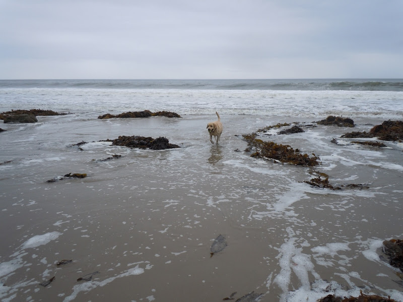 Labrador Cooper Hendry's Dog Beach