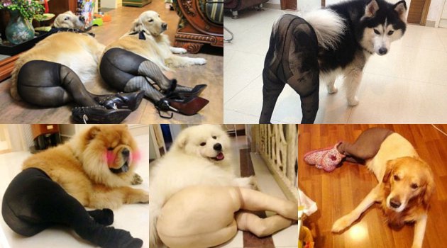 Biar Lebih Seksi, Anjing di China Kenakan Stocking dan High Heels