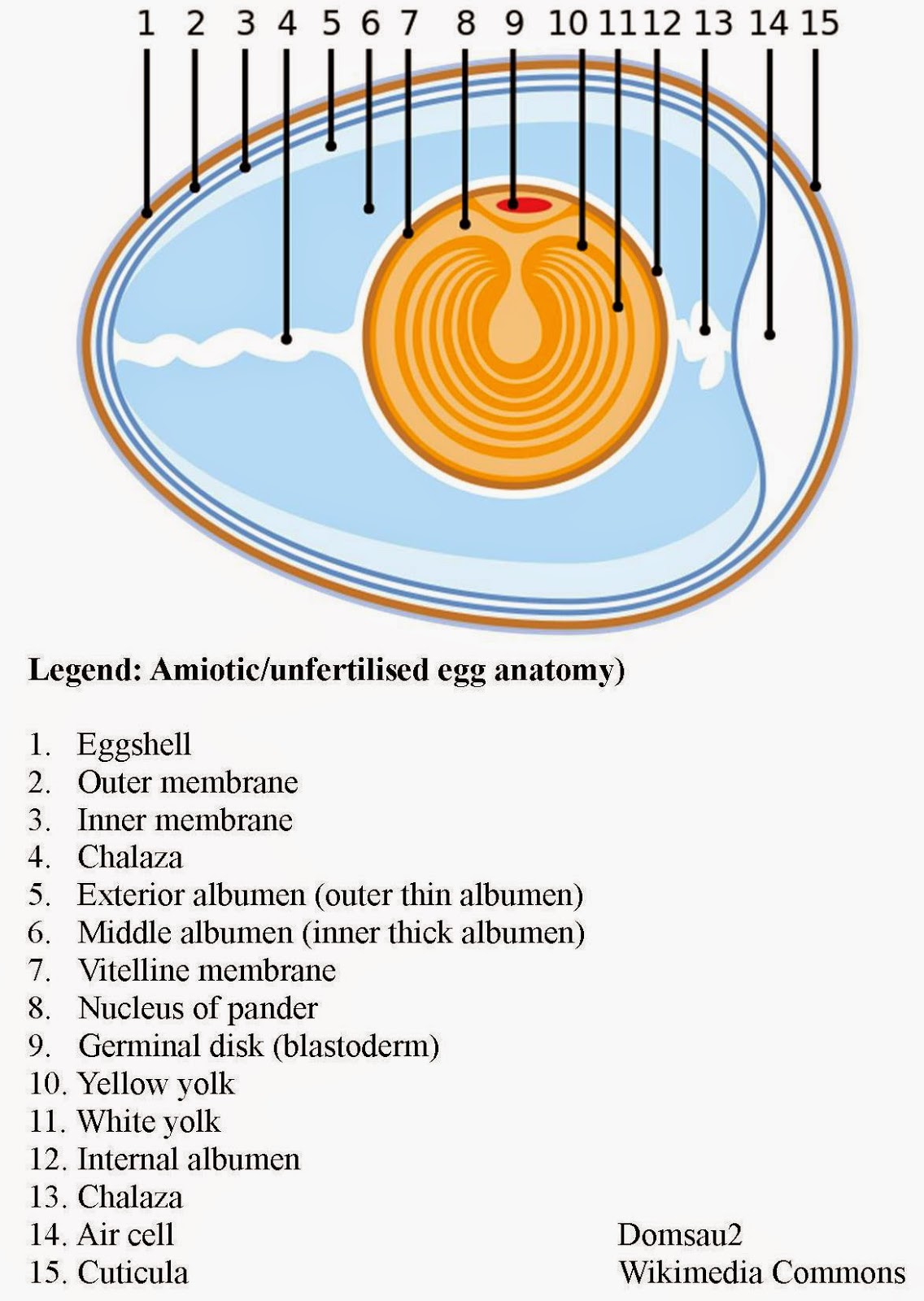 Roots 'n' Shoots The C Files How to raise chickens Egg production