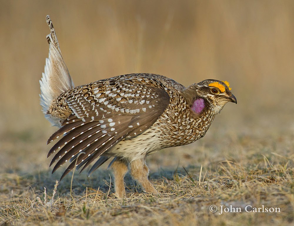 Prairie Ice Monday Morning Meeting Sharptailed Grouse