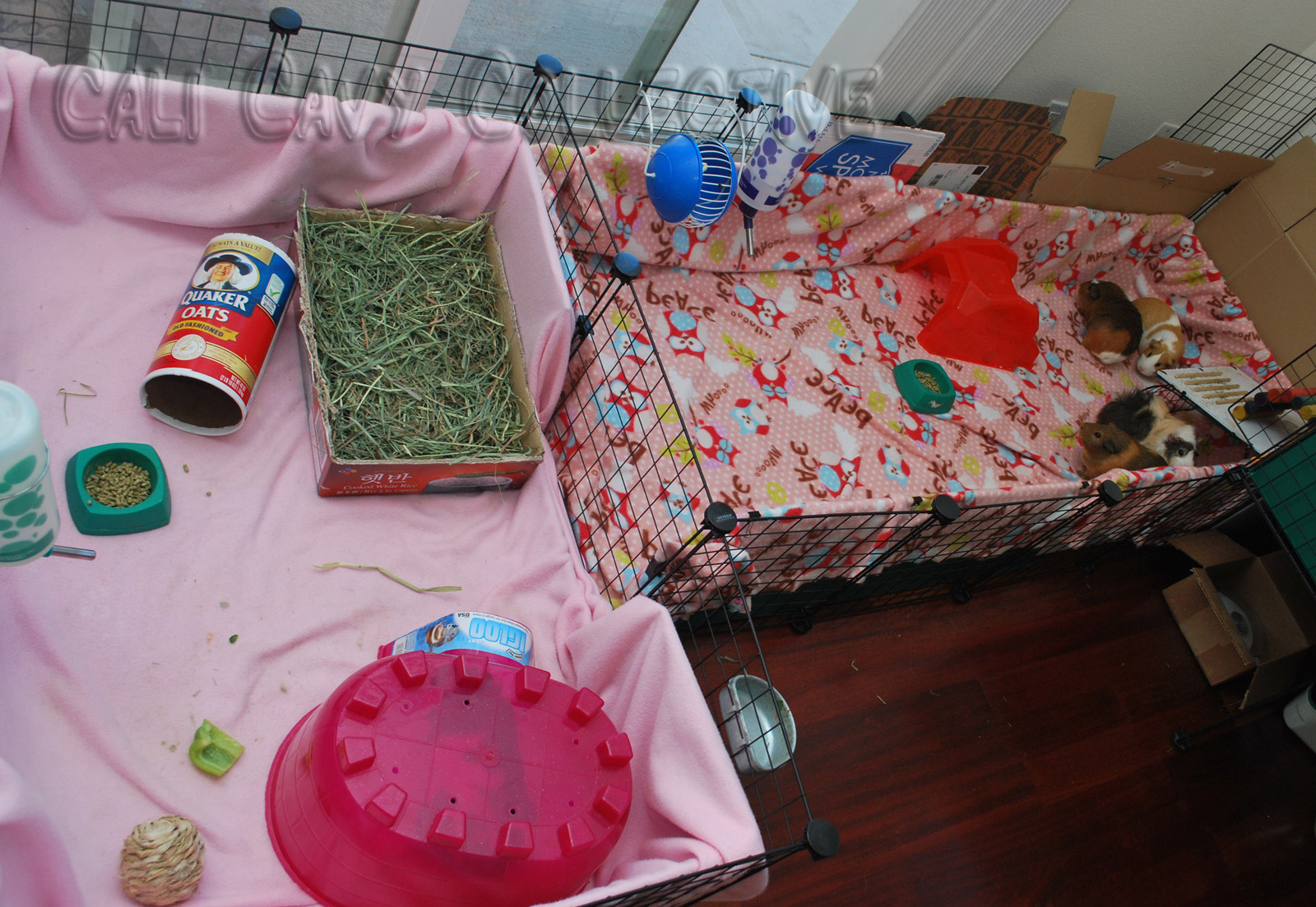 Cali Cavy Collective a blog about all things guinea pig Guinea Pig