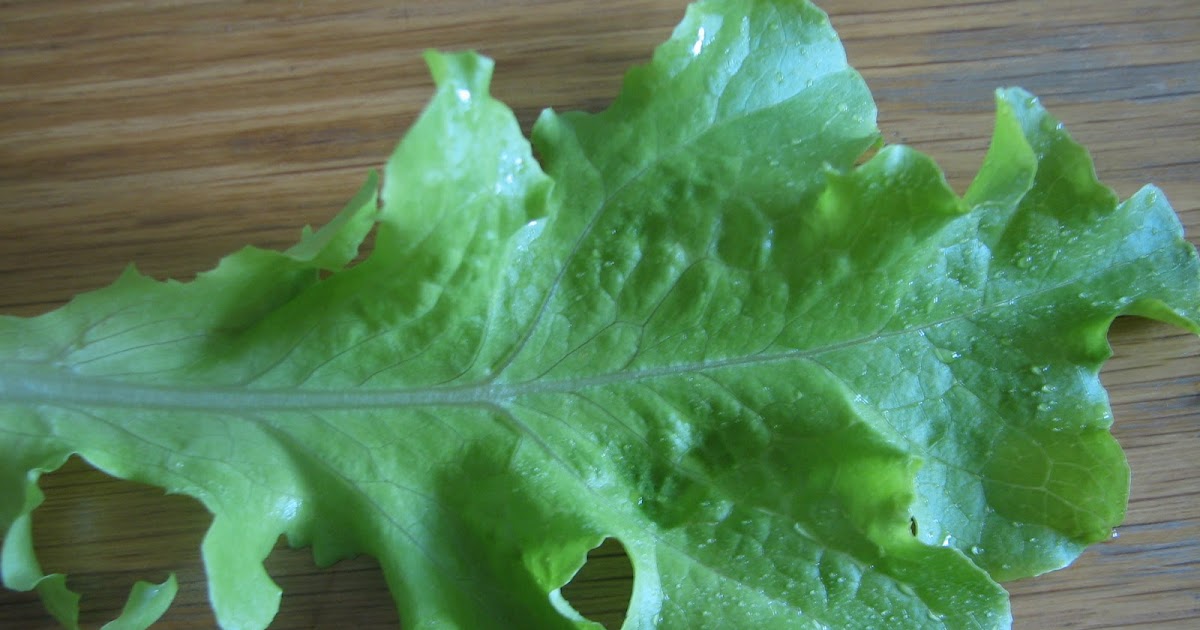 Science Matters Let Us Weigh Lettuce
