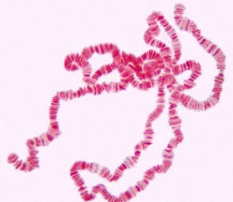 Polytene Chromosome