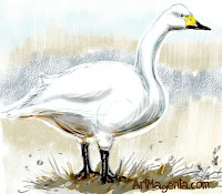 Whiooper Swan from Bird of the Day by ArtMagenta.com