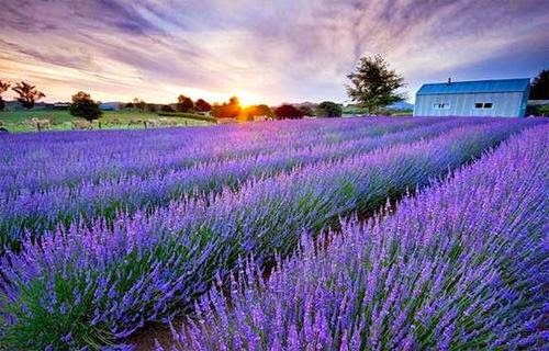 Chuyên bán buôn bán lẻ hoa oải hương Lavender Pháp , Hoa oải hương pháp - Lavend