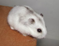 Hamster branco Hamster branco