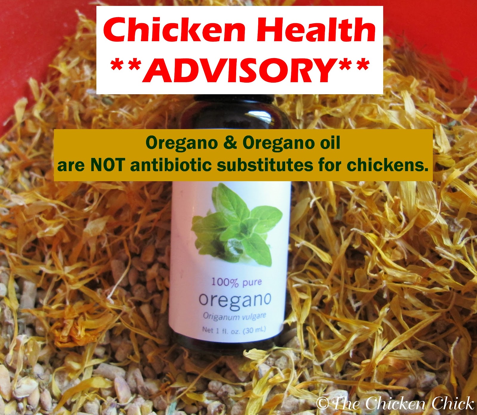 Chickens' Soup, A Healthy Winter Treat for Chickens The Chicken Chick®