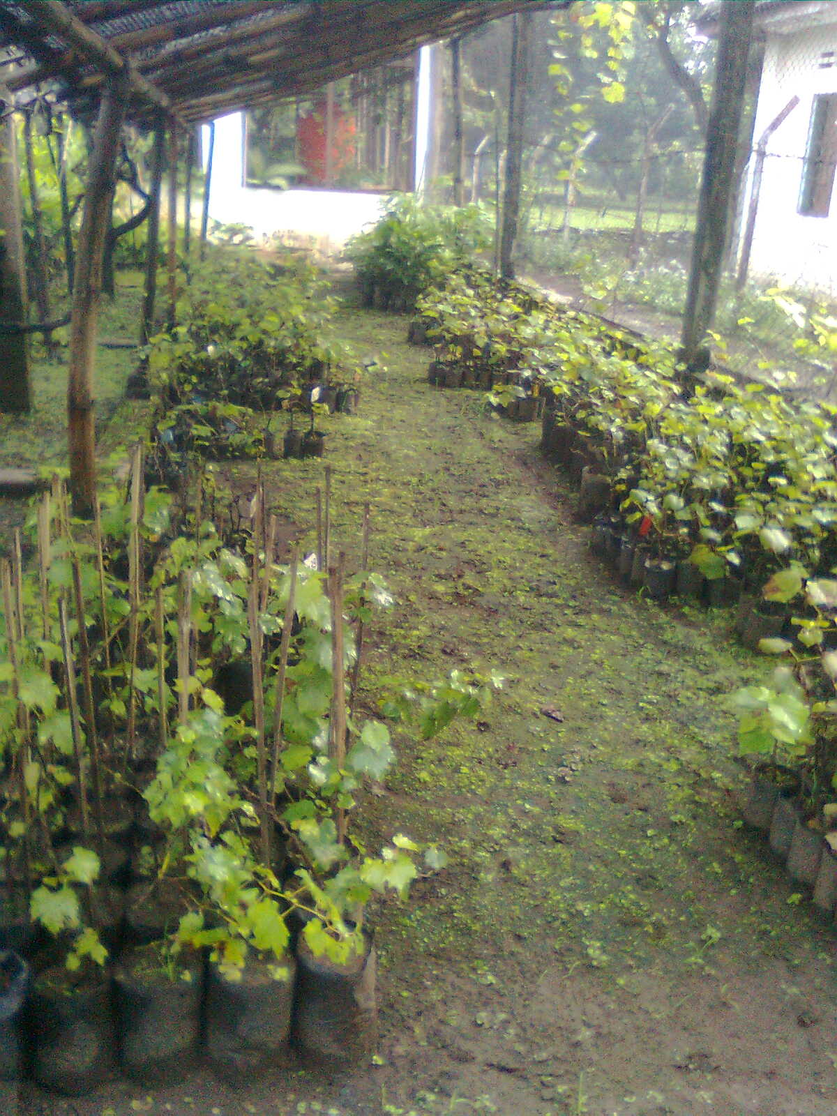 Jalan Panjang Bibit Unggul Adaptif Buah Jalan Panjang Bibit Unggul Adaptif Buah
