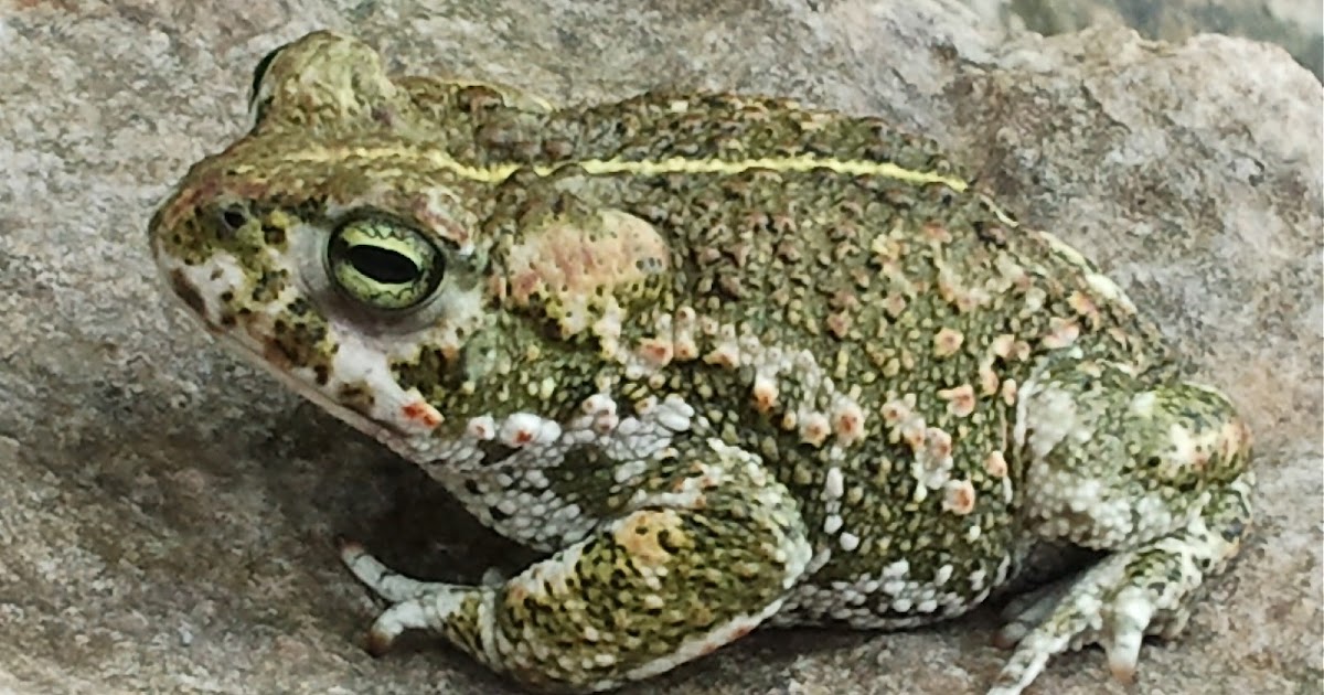 A French Education A FRENCH TOAD