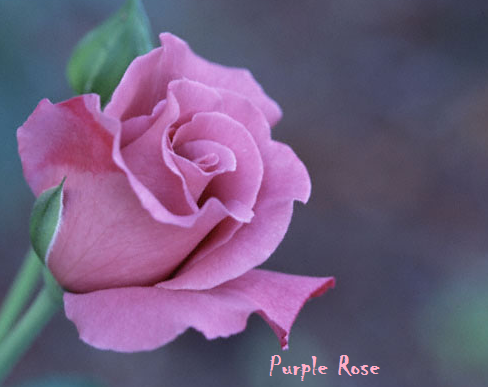 BungaMawarUnguPurpleRosePhotosAlamMentari BungaMawarUnguPurpleRosePhotosAlamMentari